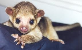 GliderGossip - sugar bears are sooo cute!!!!